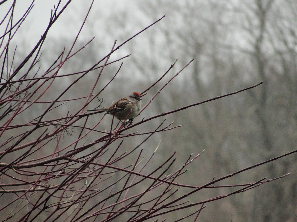 American Tree Sparrow - ML567873101