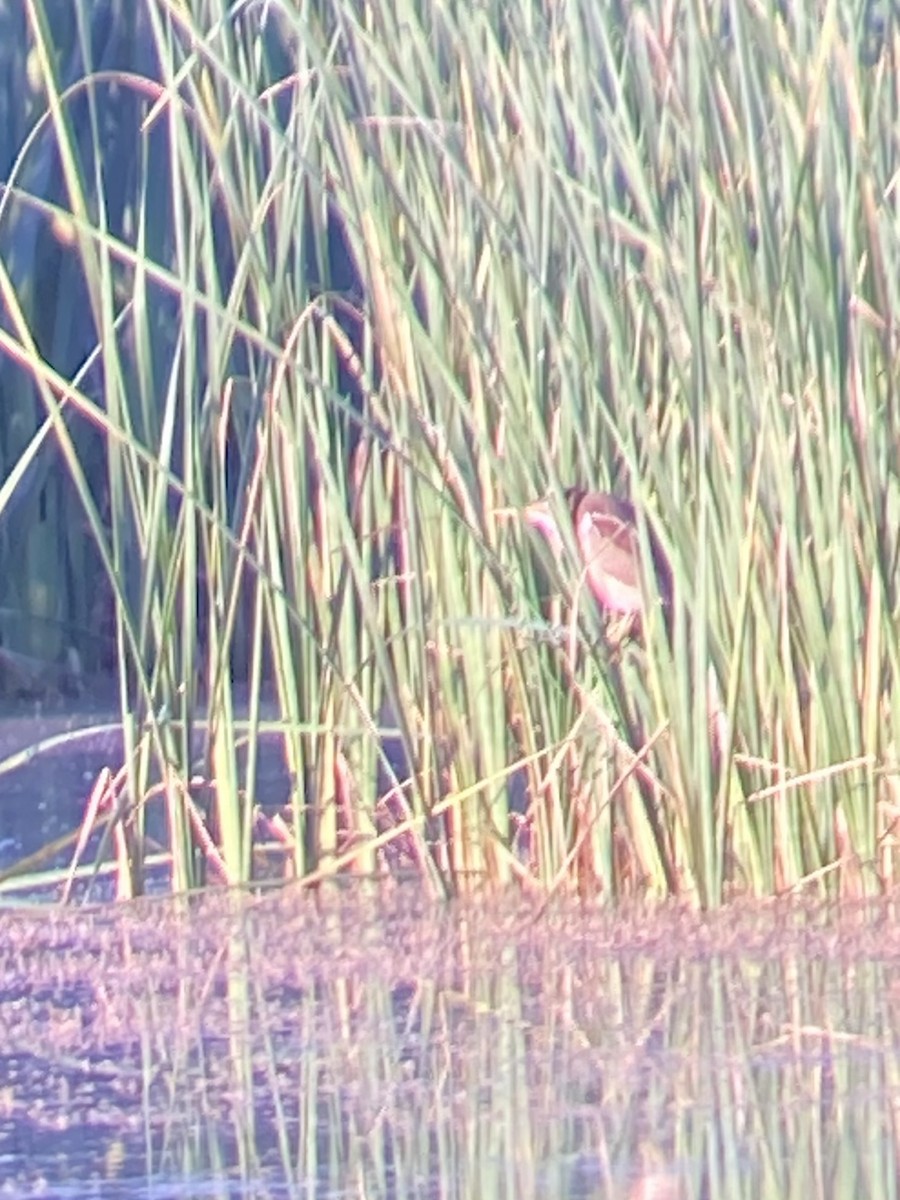 Least Bittern - ML567873661