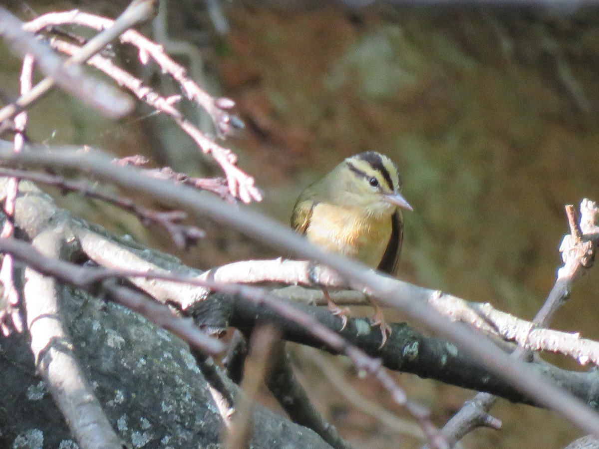 Worm-eating Warbler - ML567876021