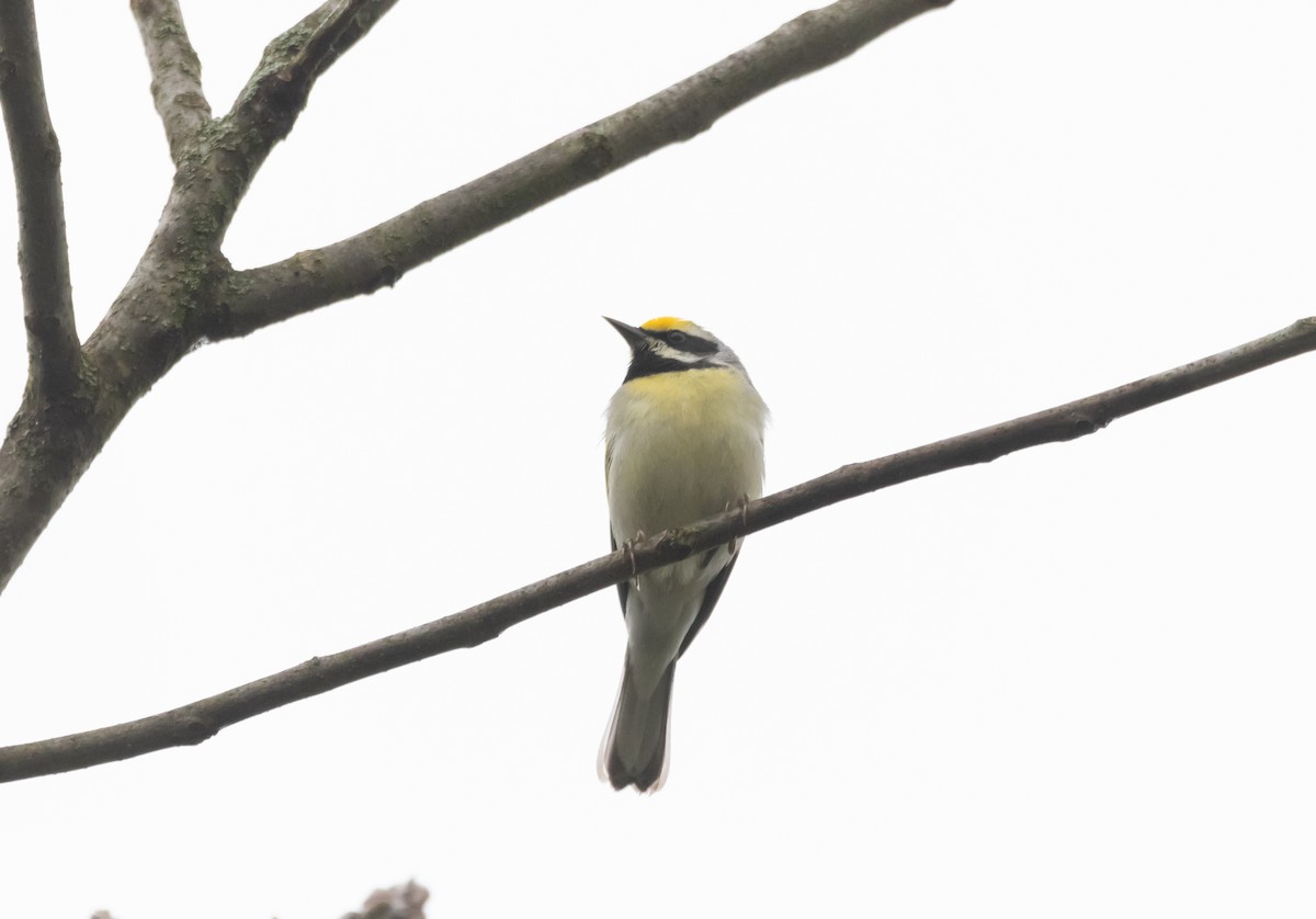 Golden-winged Warbler - ML567876031