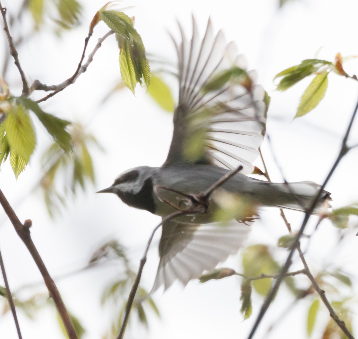 Golden-winged Warbler - ML567876071