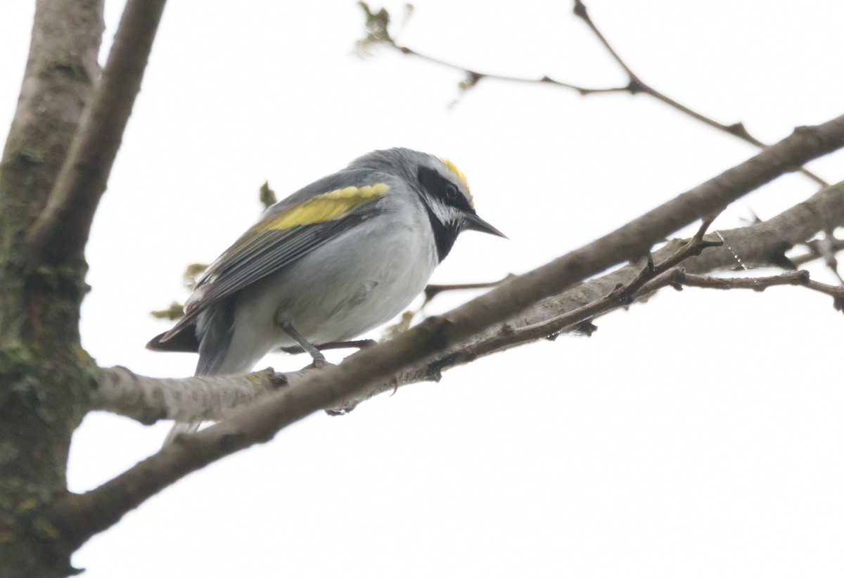 Golden-winged Warbler - ML567876111