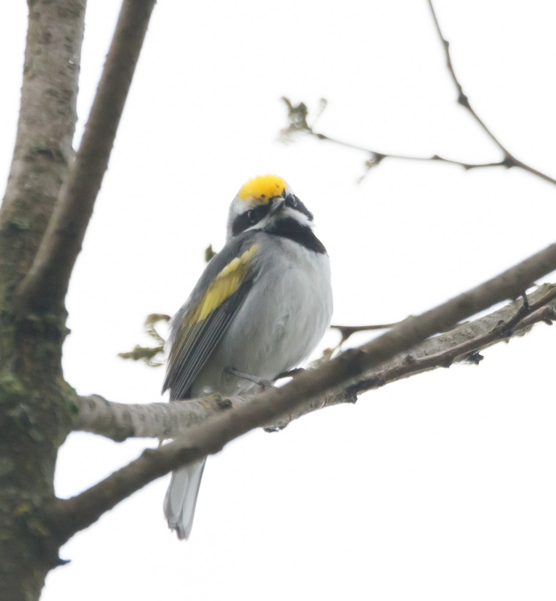 Golden-winged Warbler - ML567876161