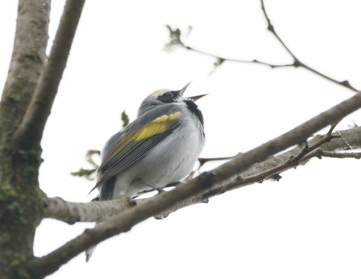 Golden-winged Warbler - ML567876181