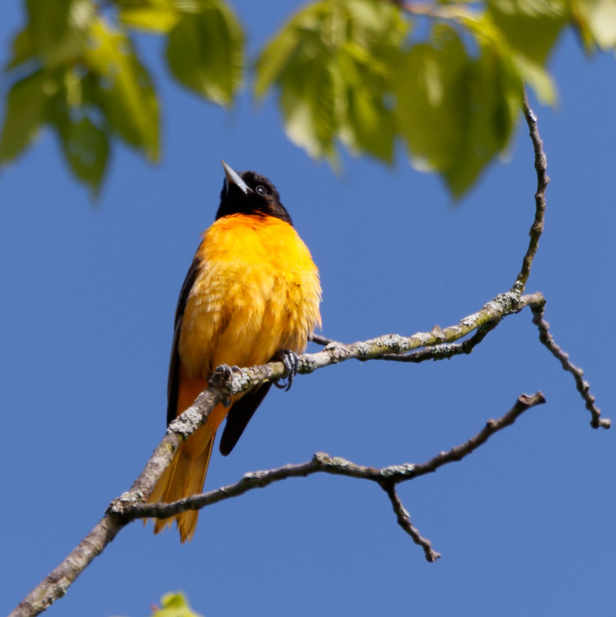 Baltimore Oriole - ML567876361