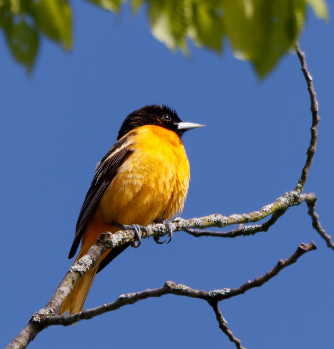 Baltimore Oriole - ML567876411