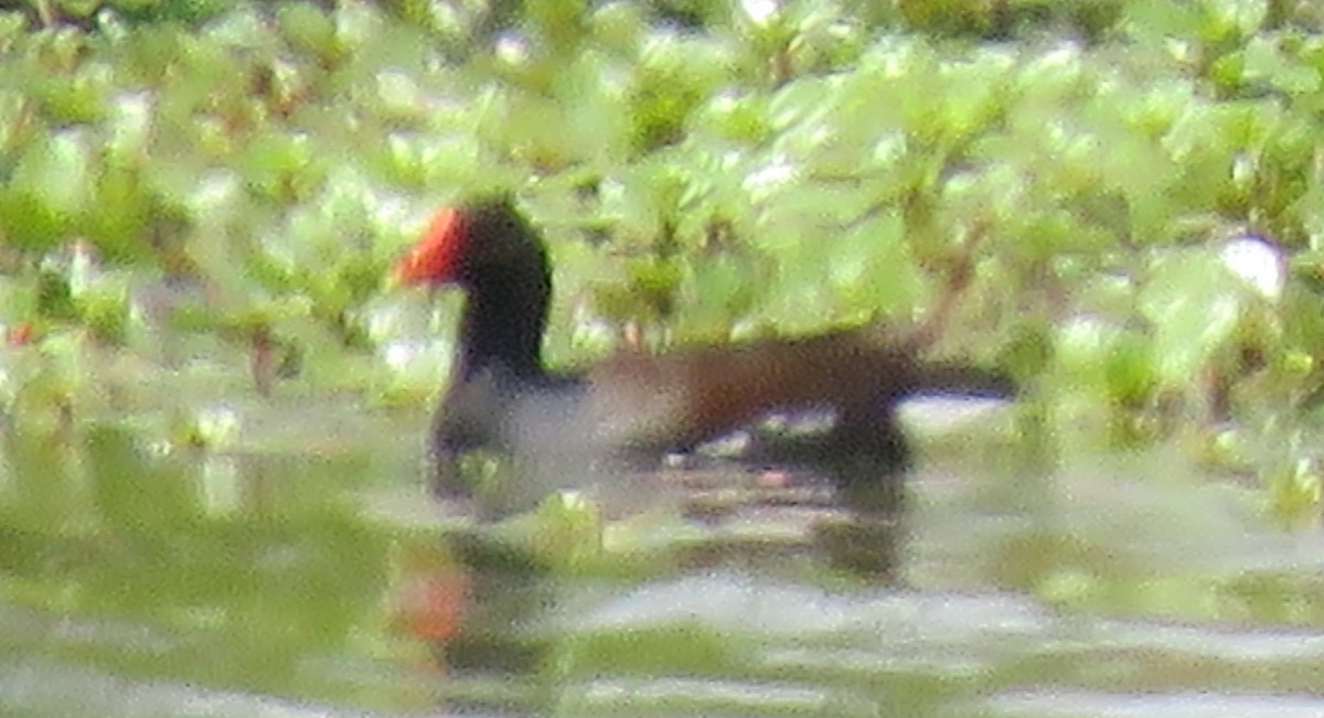 Common Gallinule - ML567877511