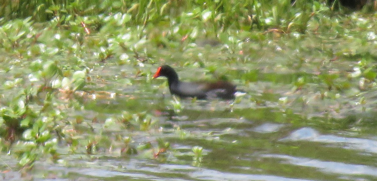 Common Gallinule - ML567877521