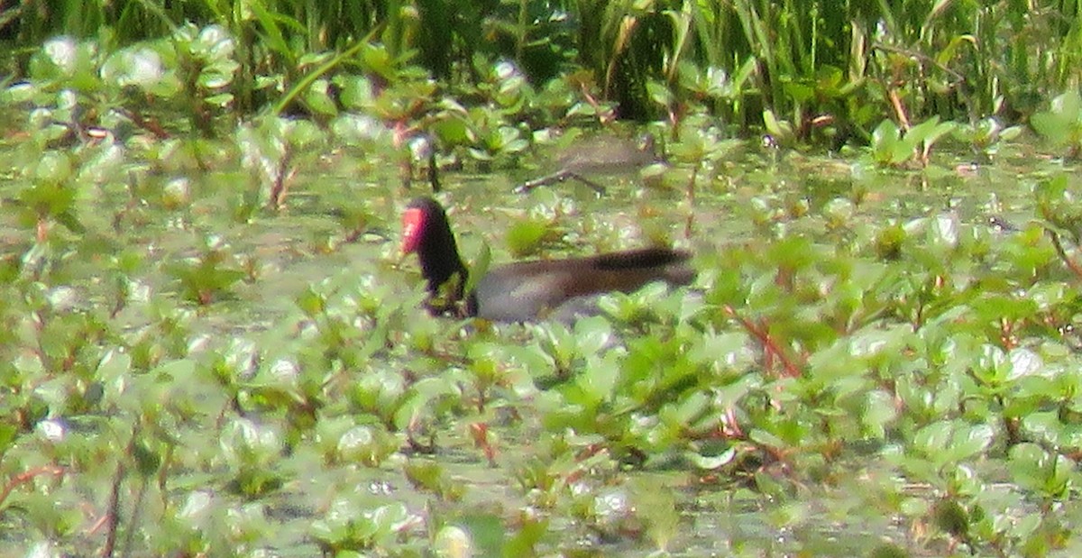 Common Gallinule - ML567877531