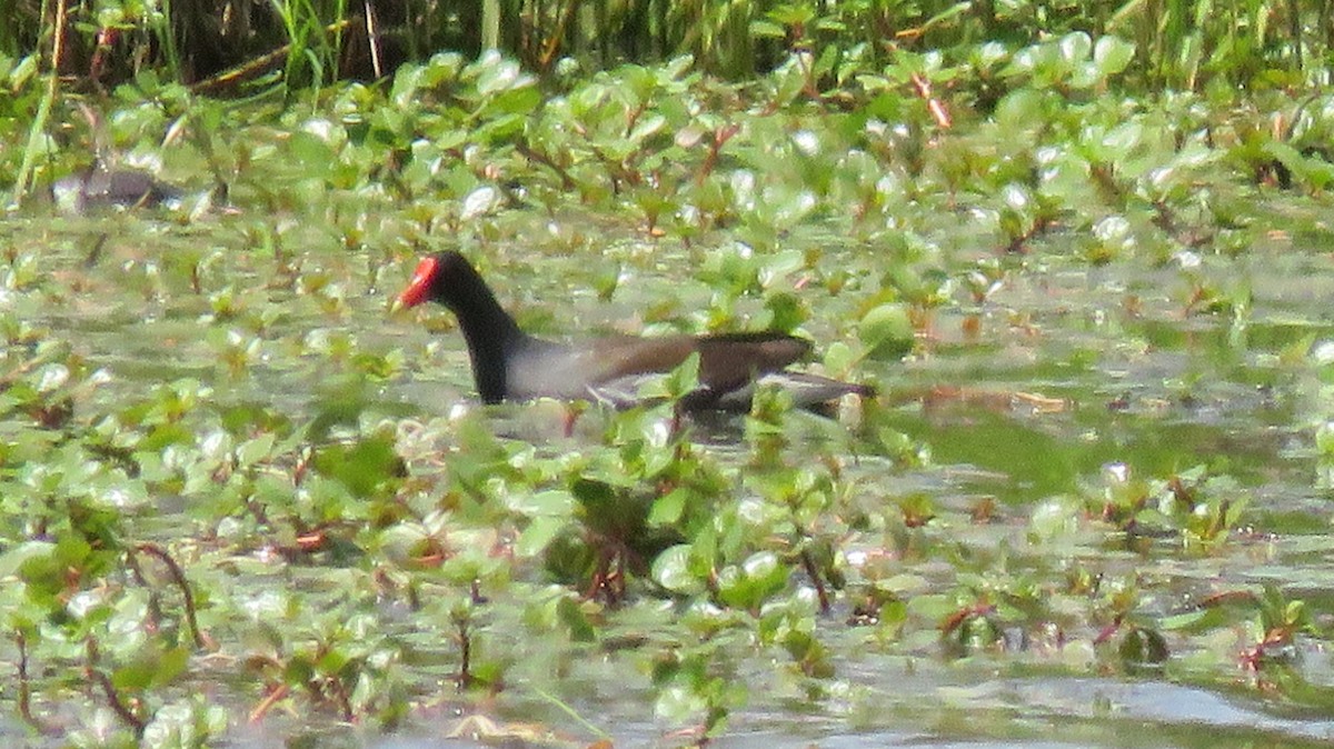Common Gallinule - ML567877541