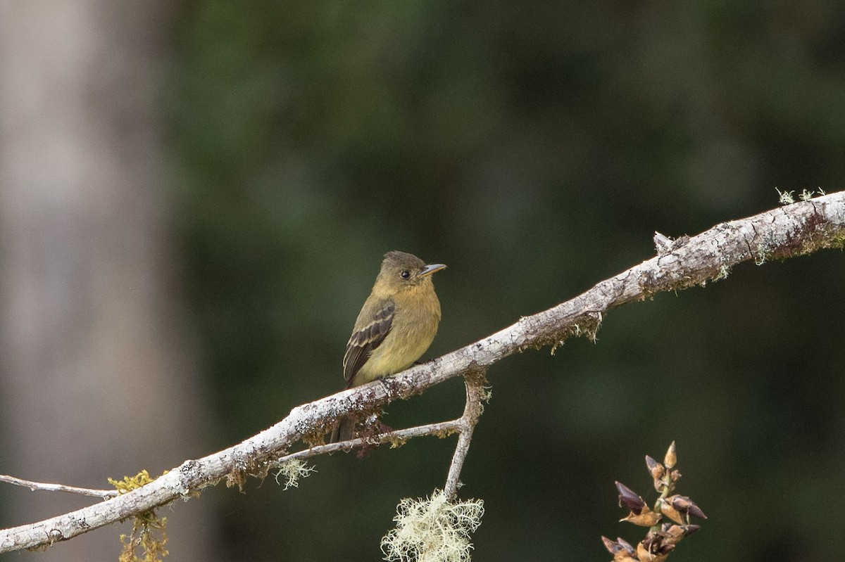 Ochraceous Pewee - ML567878021