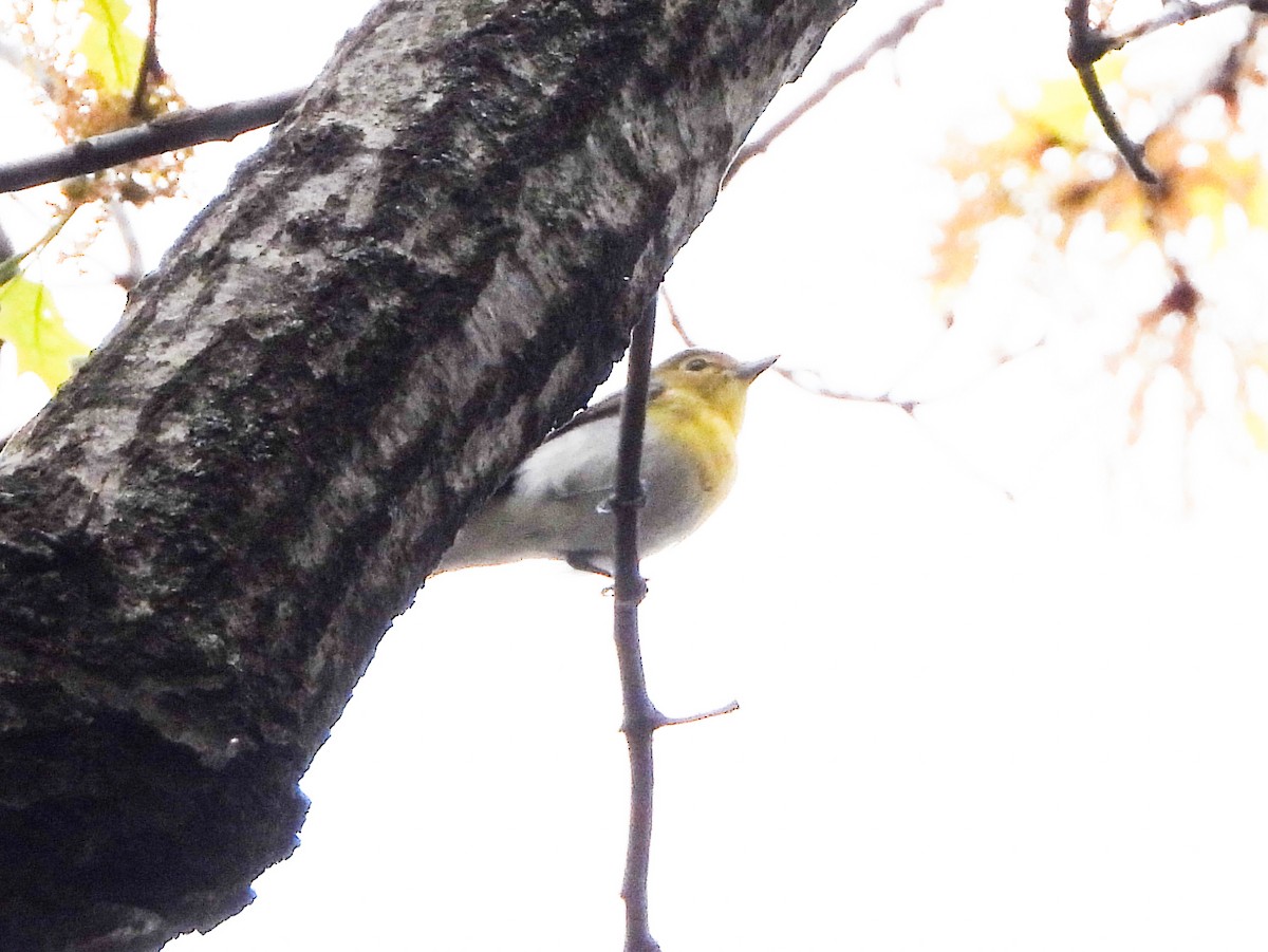 Yellow-throated Vireo - ML567878531