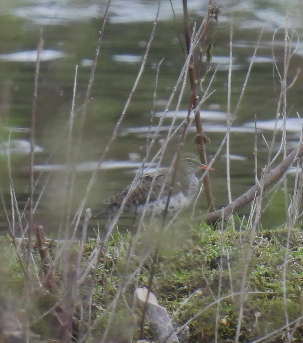 Spotted Sandpiper - ML567879561