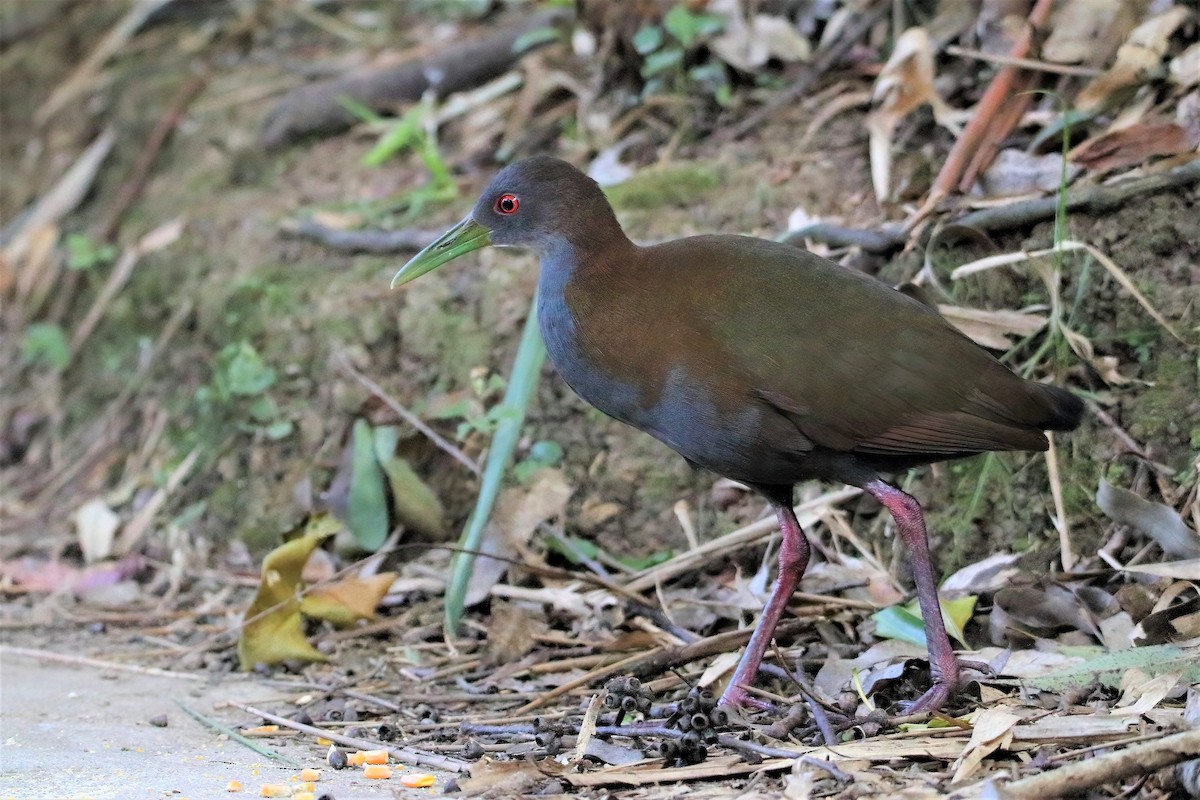 Slaty-breasted Wood-Rail - Fabio Landmeier