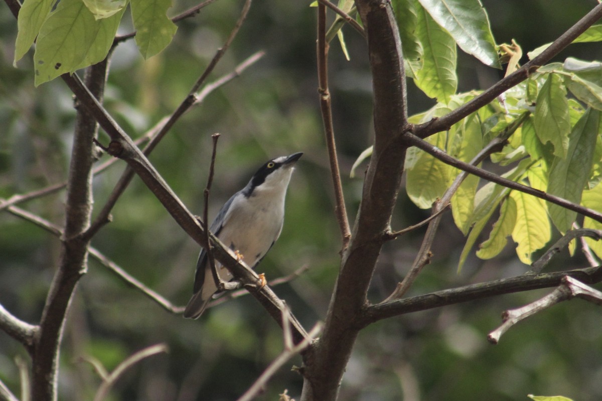 Hooded Tanager - ML567882931