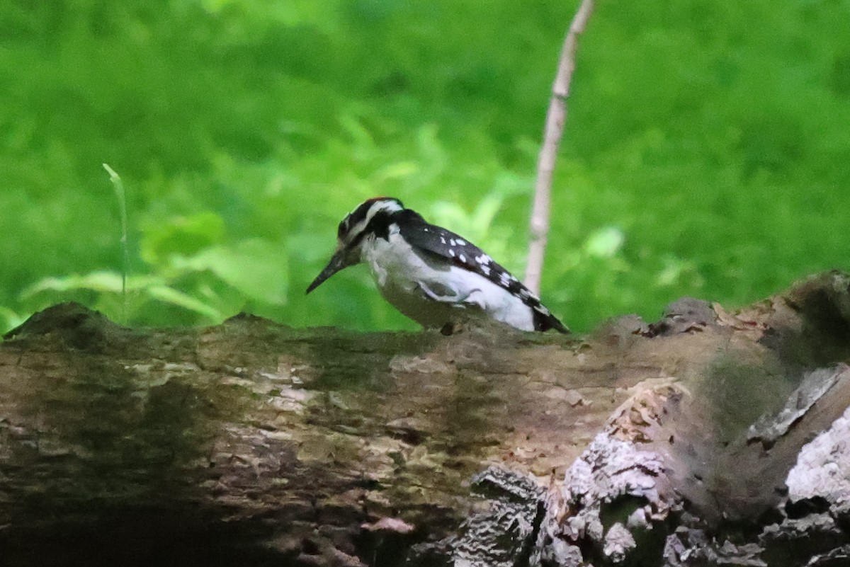 Hairy Woodpecker - ML567883041