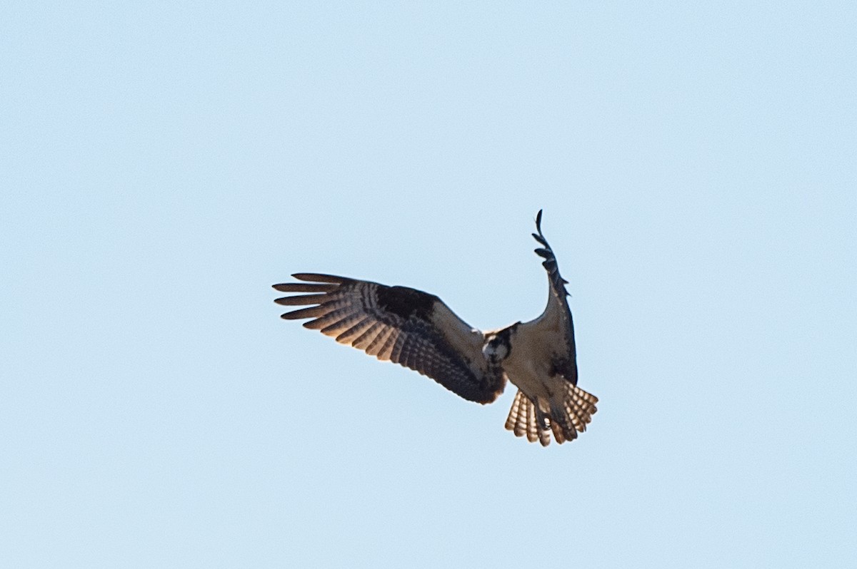 Águila Pescadora - ML567883551