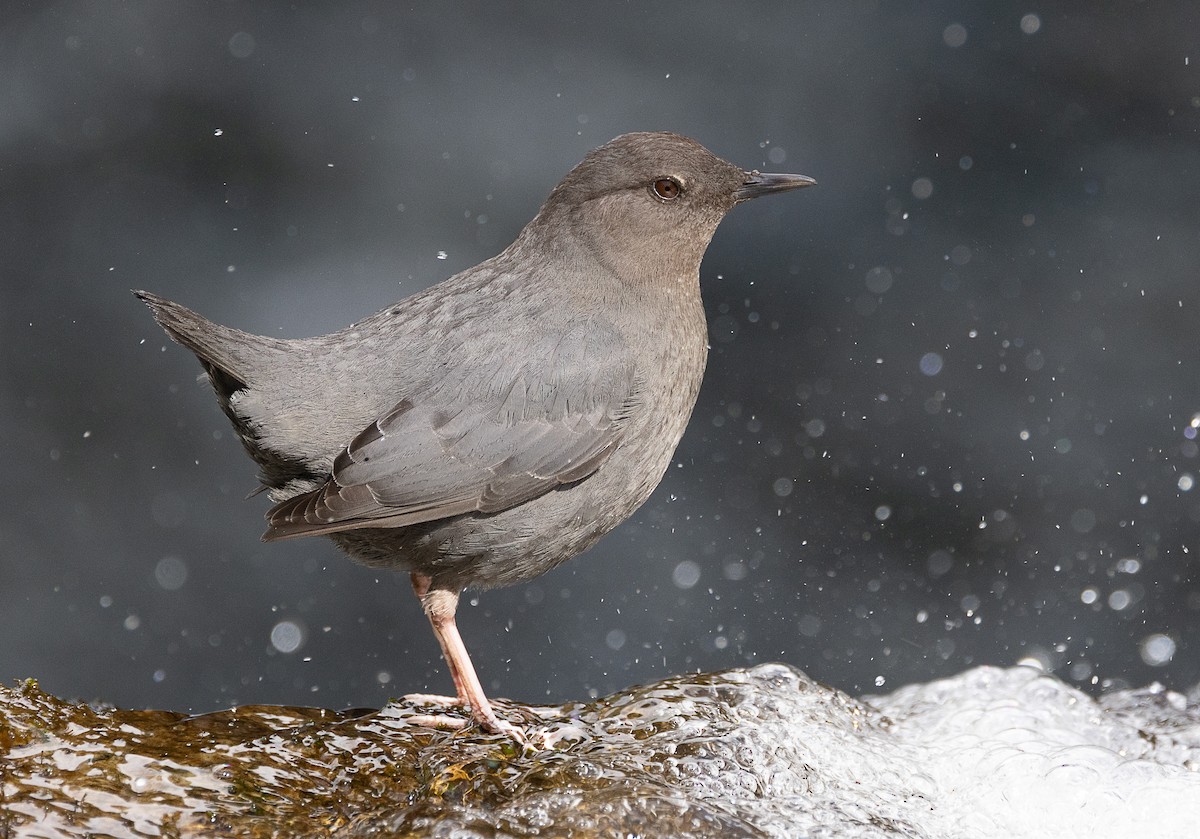 American Dipper - ML567884091