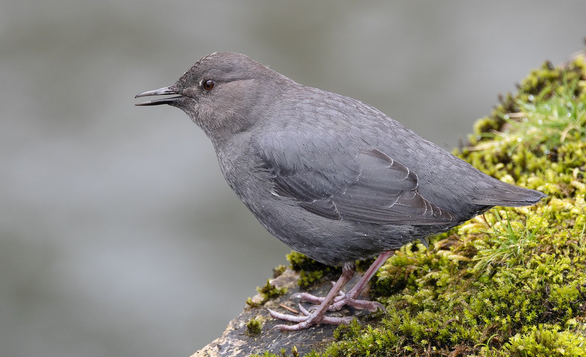 American Dipper - ML567884101