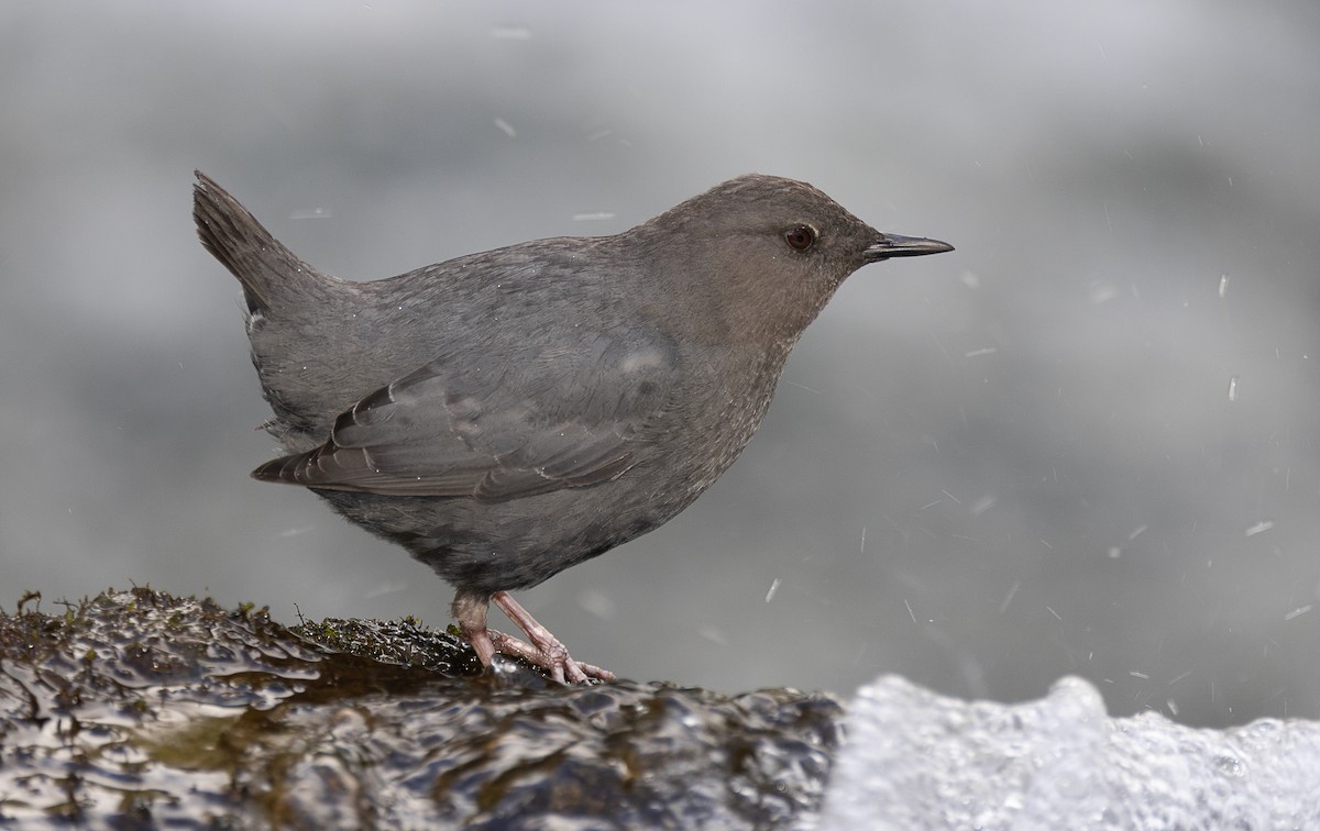 American Dipper - ML567884111