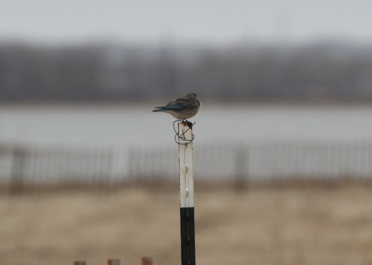 Mountain Bluebird - Demetri  Lafkas