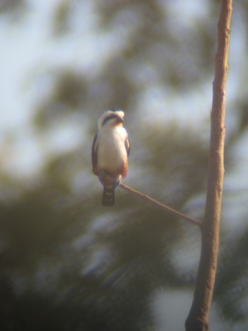 Collared Falconet - ML567884381