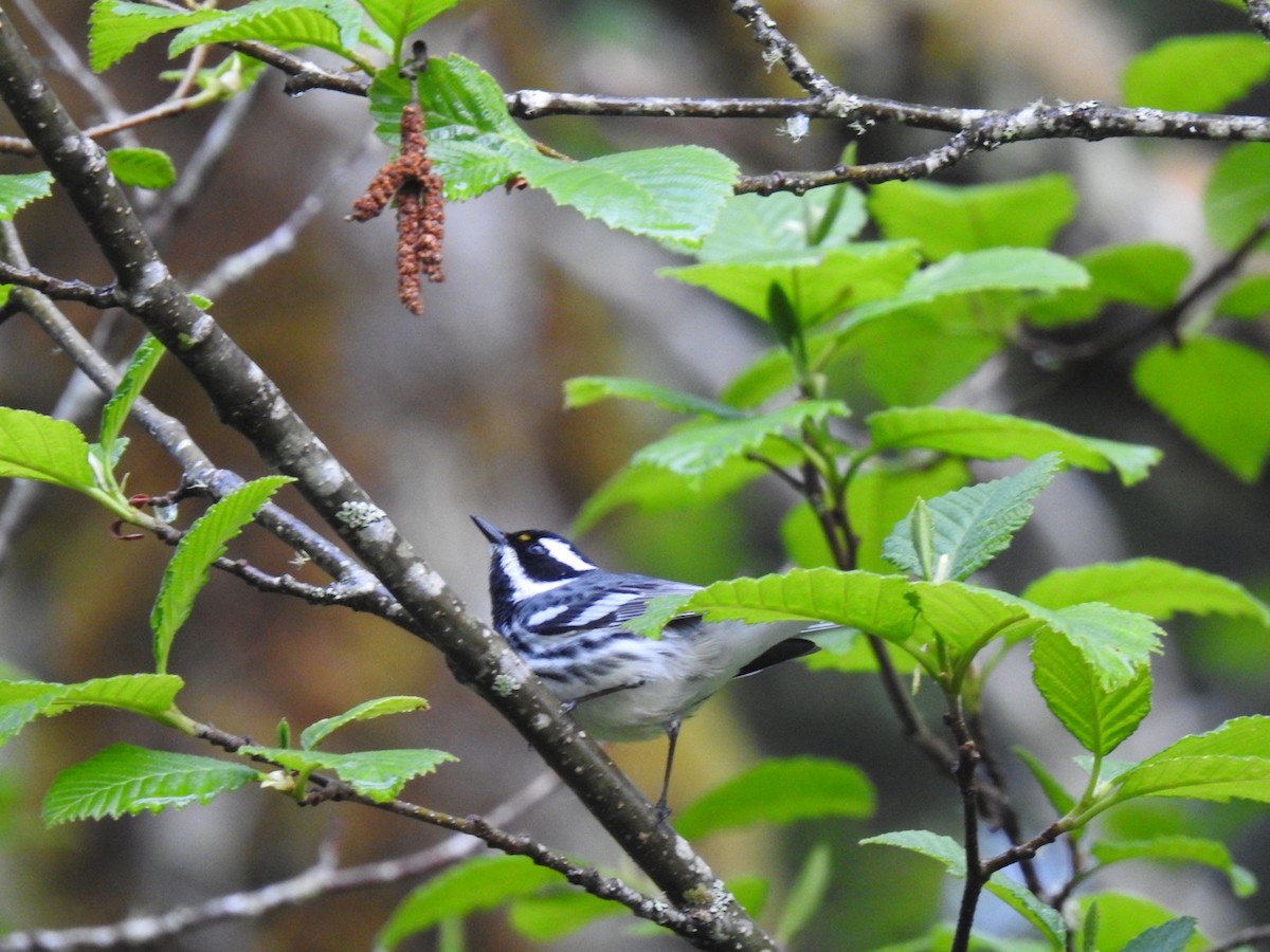 Black-throated Gray Warbler - ML567884421