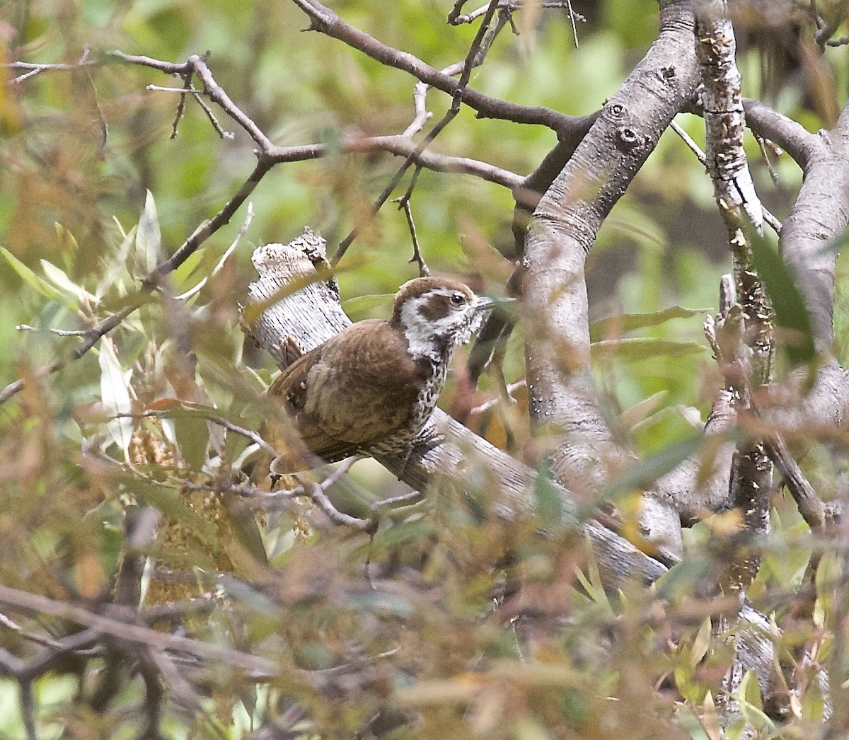 Arizona Woodpecker - ML567884691