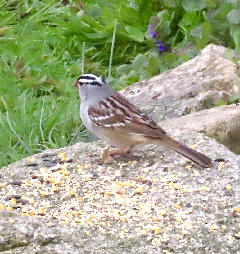 White-crowned Sparrow - ML567885601