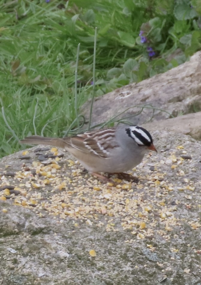 White-crowned Sparrow - ML567885621