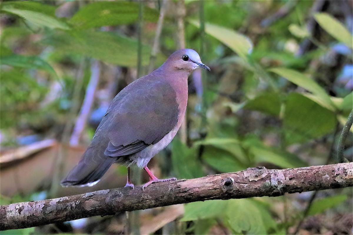Gray-fronted Dove - ML567885961