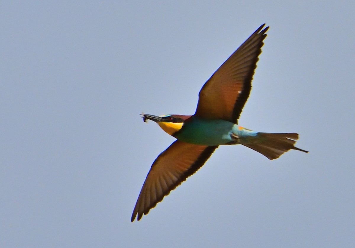 European Bee-eater - Mu Sano