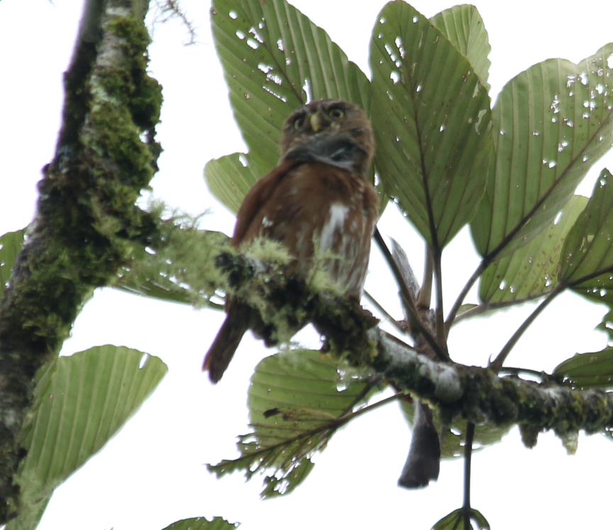 Ferruginous Pygmy-Owl - ML567886931