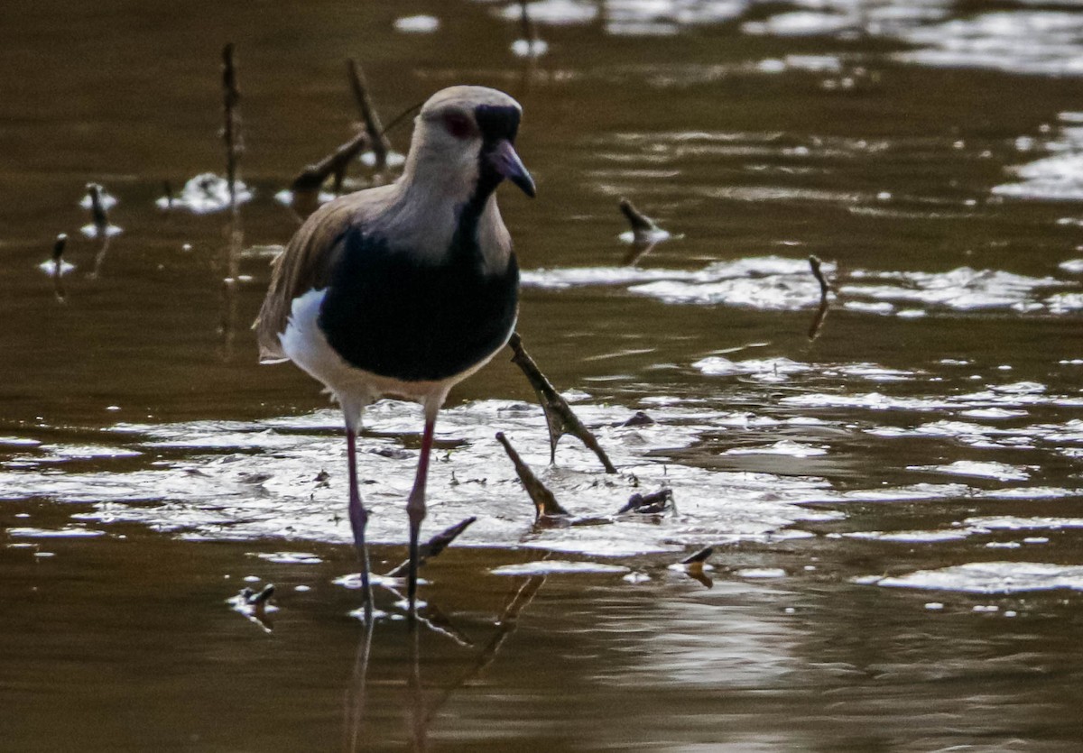 Southern Lapwing - José Silvestre Vieira