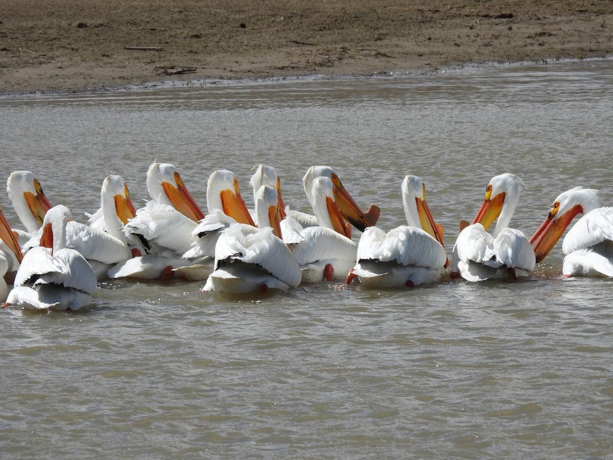 American White Pelican - ML567887391