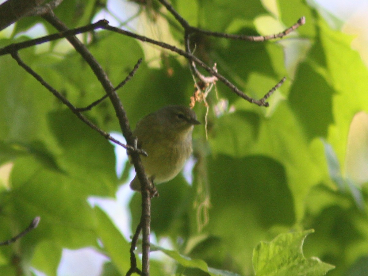 Orange-crowned Warbler (Gray-headed) - Larry Therrien