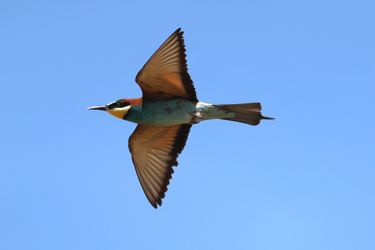 European Bee-eater - Jesus Carrion Piquer