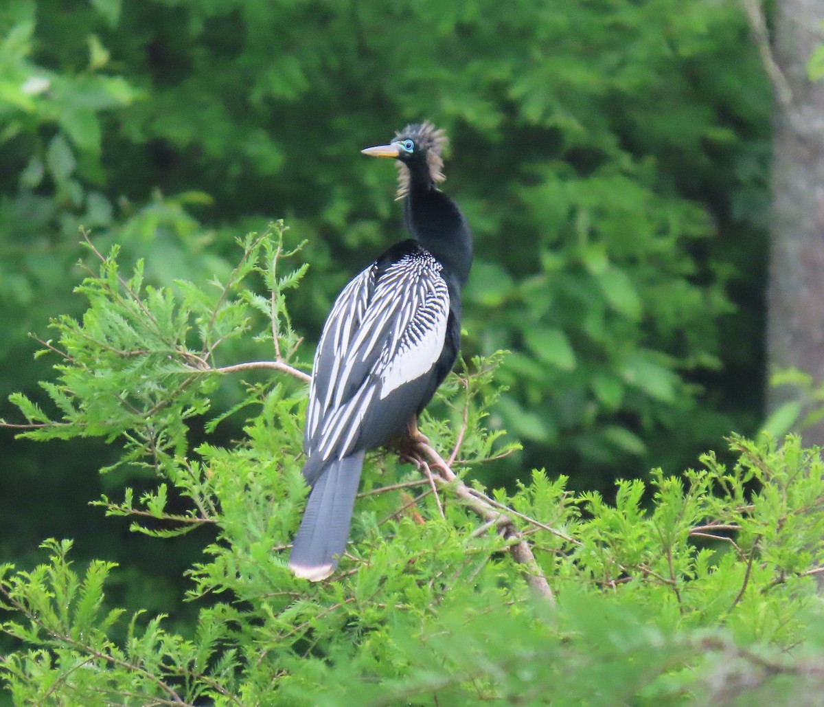 Anhinga d'Amérique - ML567890961