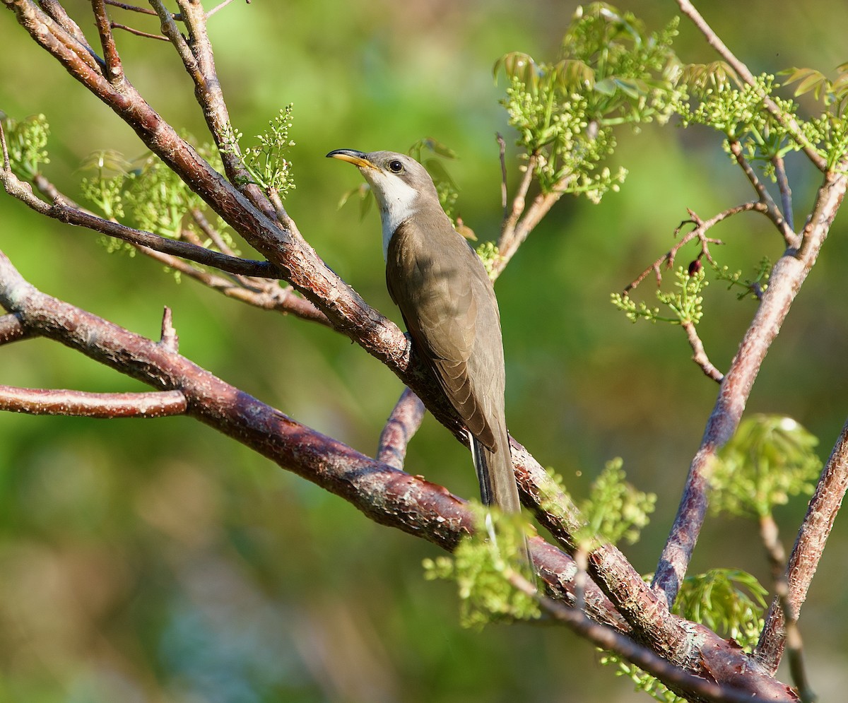 Yellow-billed Cuckoo - ML567891061