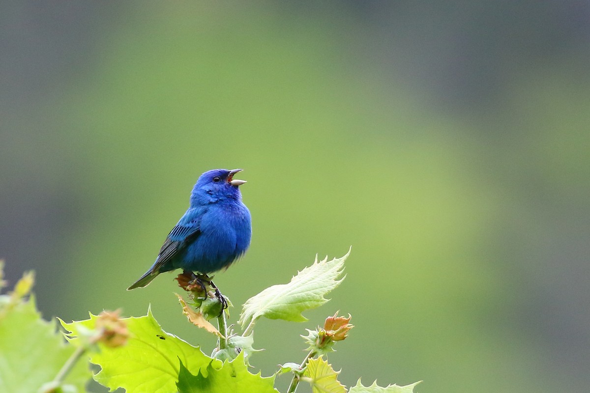 papežík indigový - ML567891381