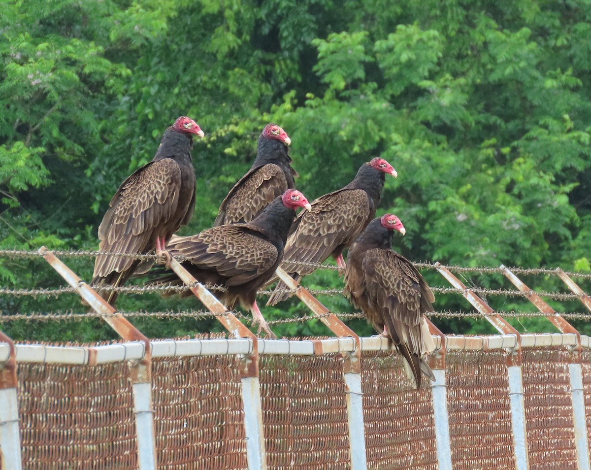 Turkey Vulture - Julie Mobley