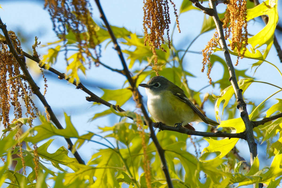 Mavi Başlı Vireo - ML567891721