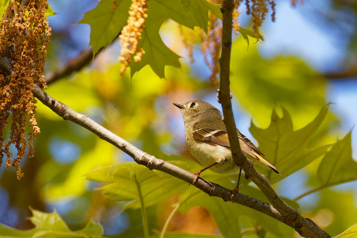 Ruby-crowned Kinglet - Ruogu Li