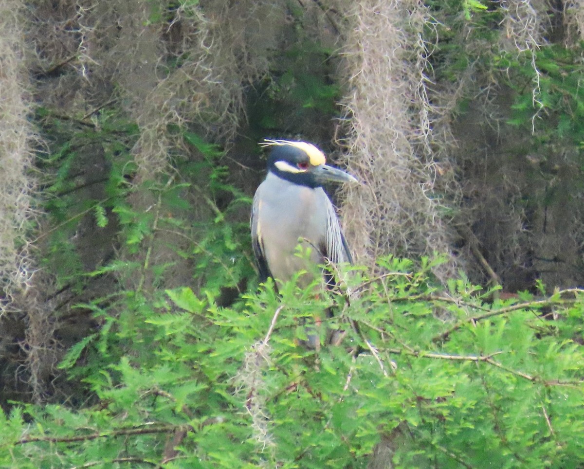 Yellow-crowned Night Heron - Julie Mobley