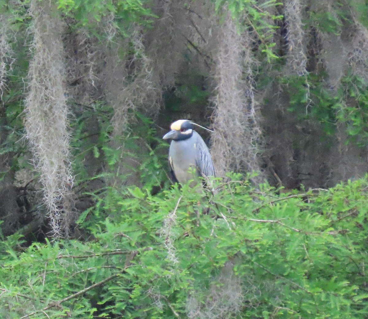 Yellow-crowned Night Heron - ML567892501