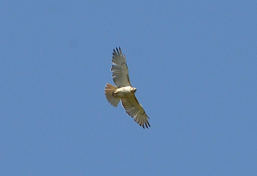 Red-tailed Hawk - ML567892581