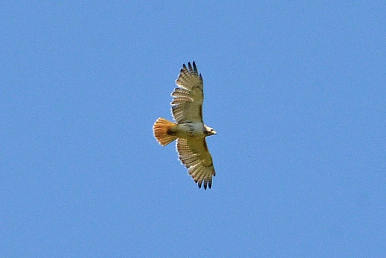 Red-tailed Hawk - ML567892591
