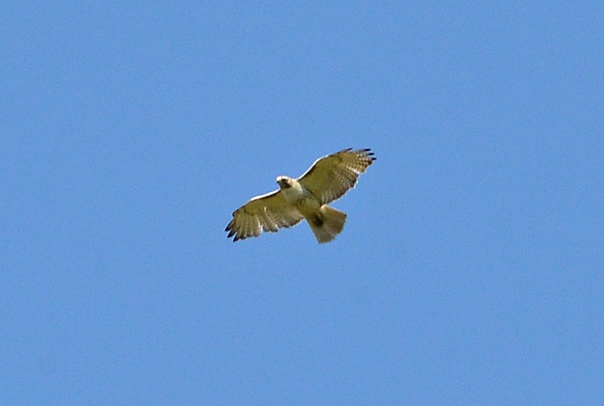 Red-tailed Hawk - ML567892601