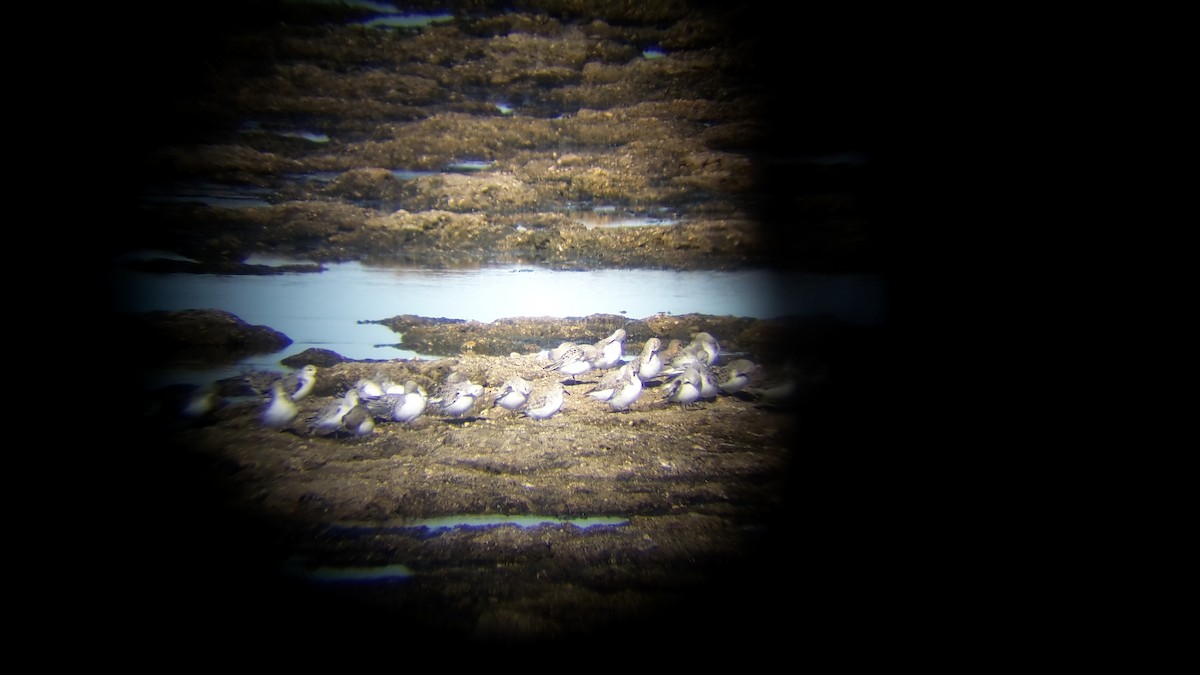 Bécasseau sanderling - ML56789261