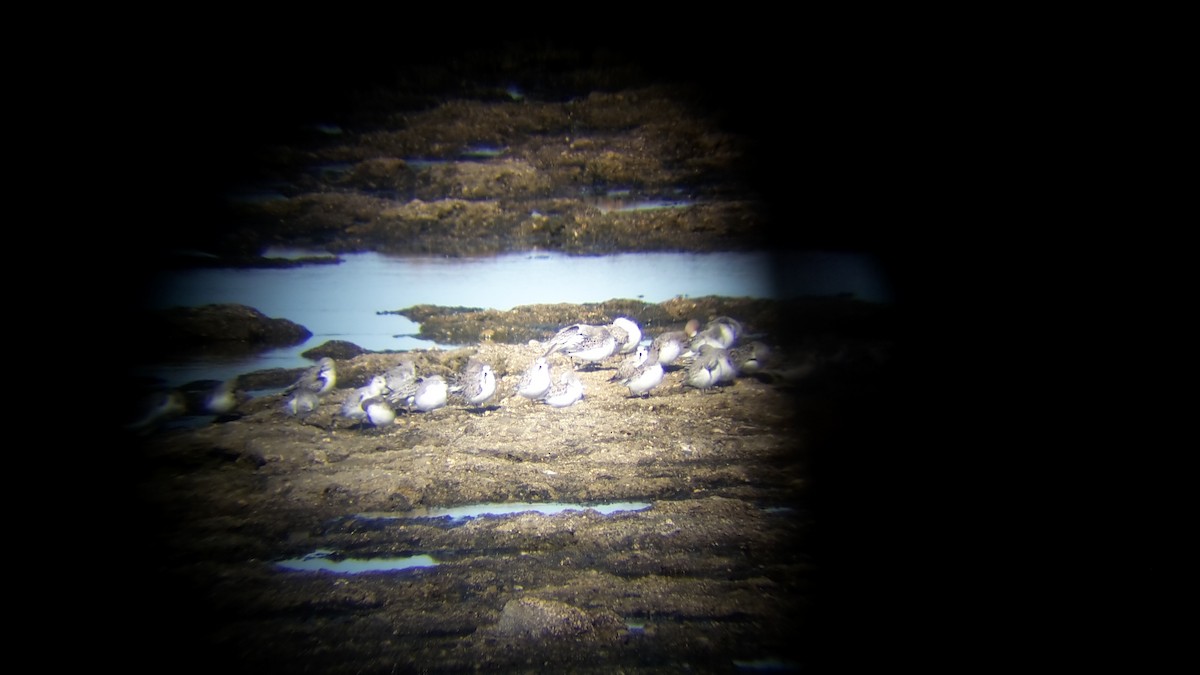 Bécasseau sanderling - ML56789321